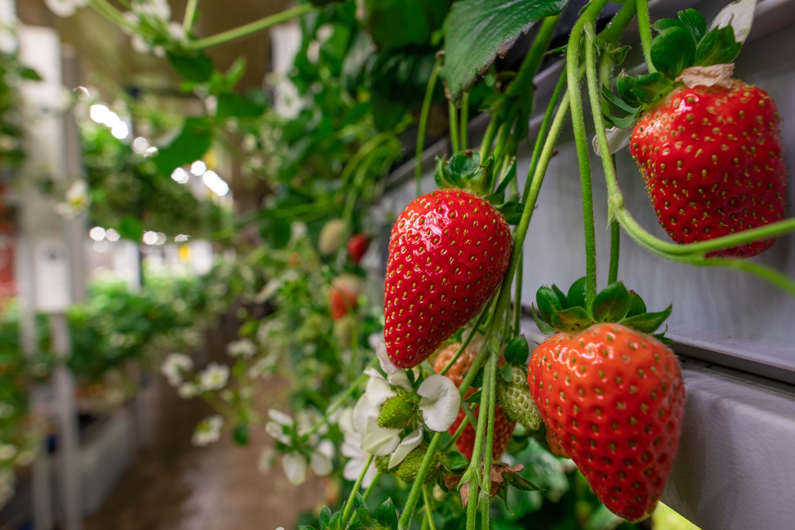 Cómo cultivar fresas en macetas Jardinería y Hogar