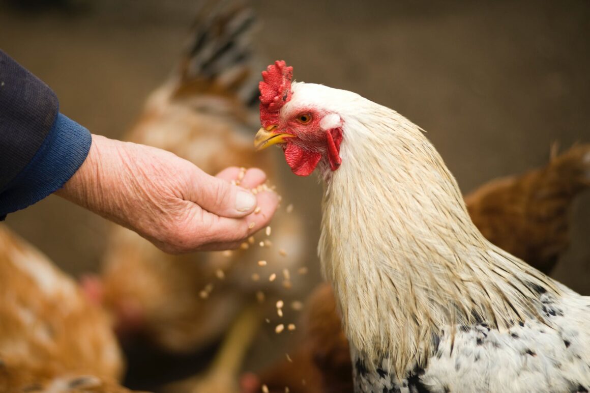 Trucos Para Acabar Con Los Piojos De Las Gallinas Jardiner A Y Hogar