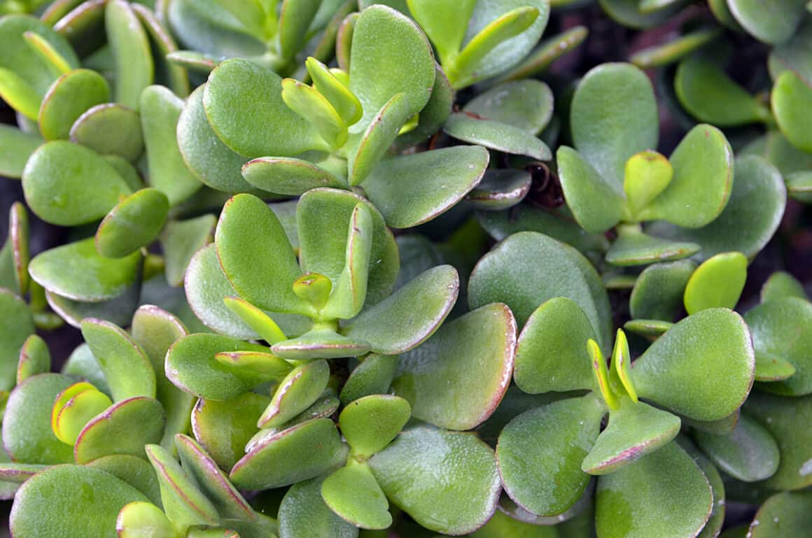 2 métodos para propagar una planta de jade Jardinería y Hogar