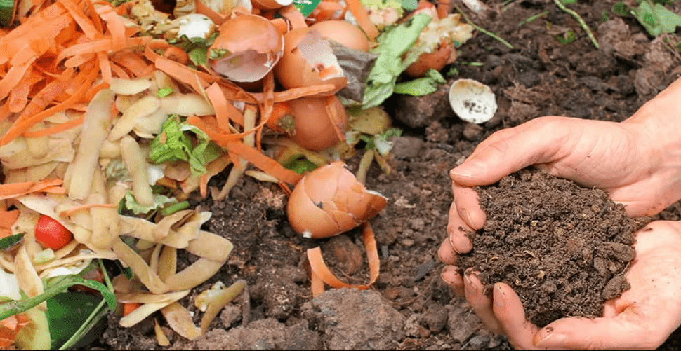 Fertilizante Casero A Base De C Scara De Huevo Y Vegetales Jardiner A