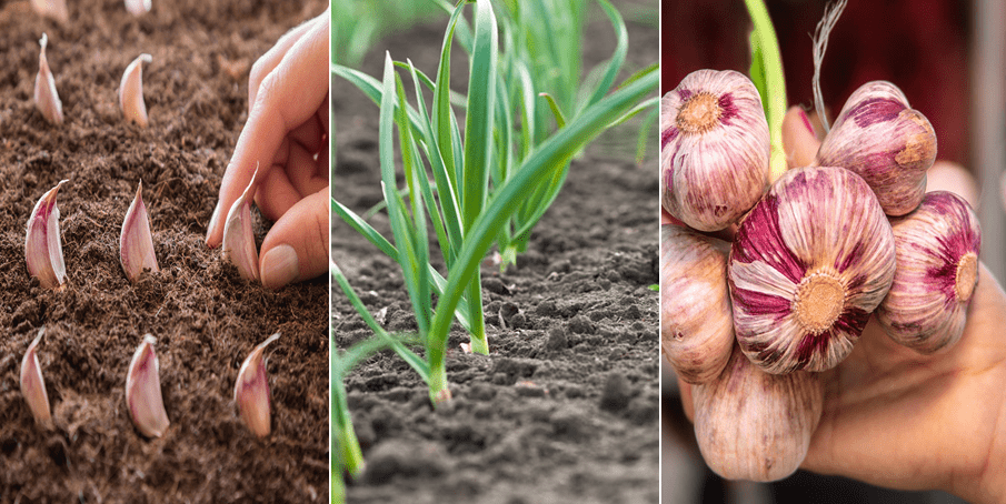 Cómo sembrar ajo en macetas a través de bulbos Jardinería y Hogar