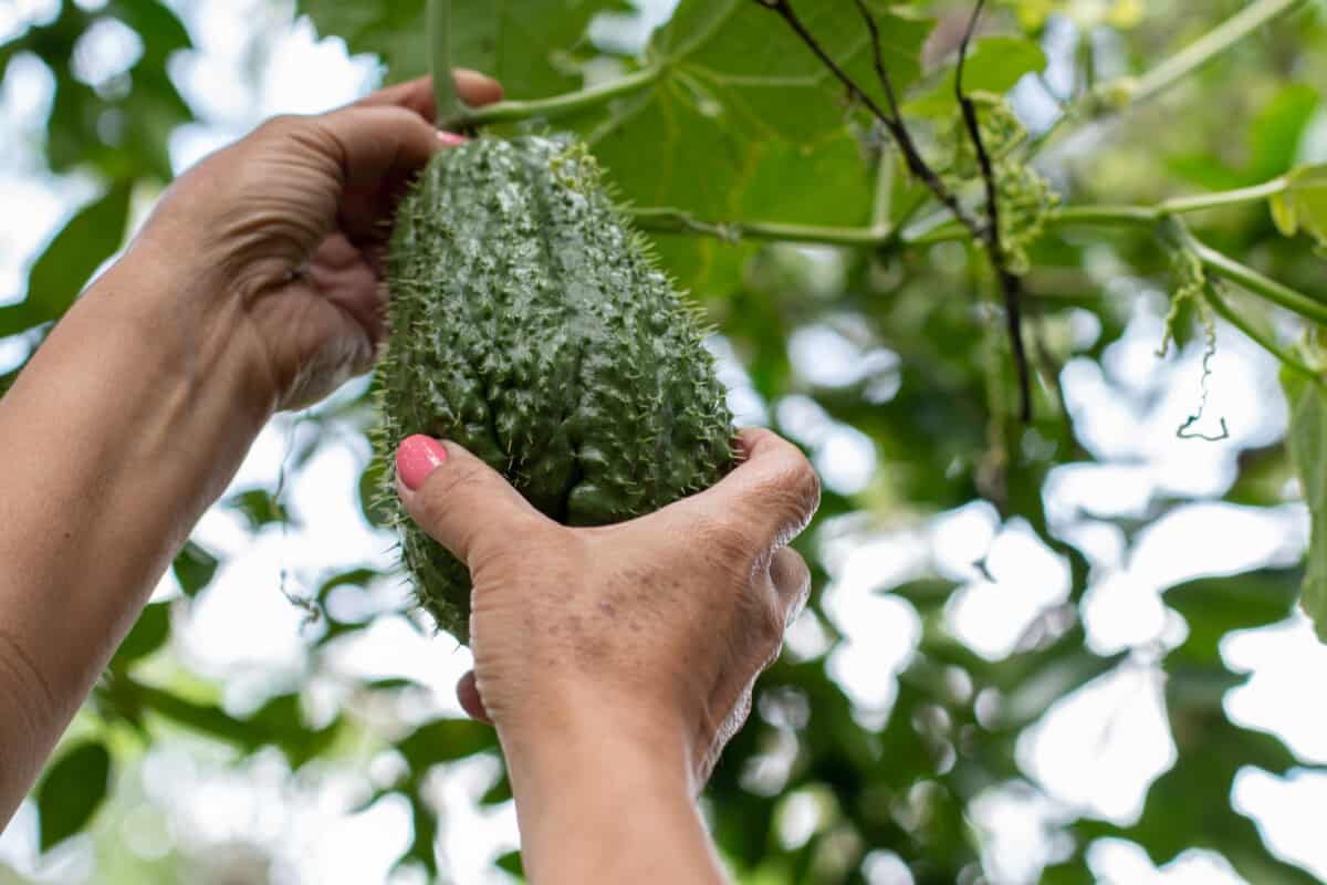 Guía para cultivar chayote en huerto casero Jardinería y Hogar