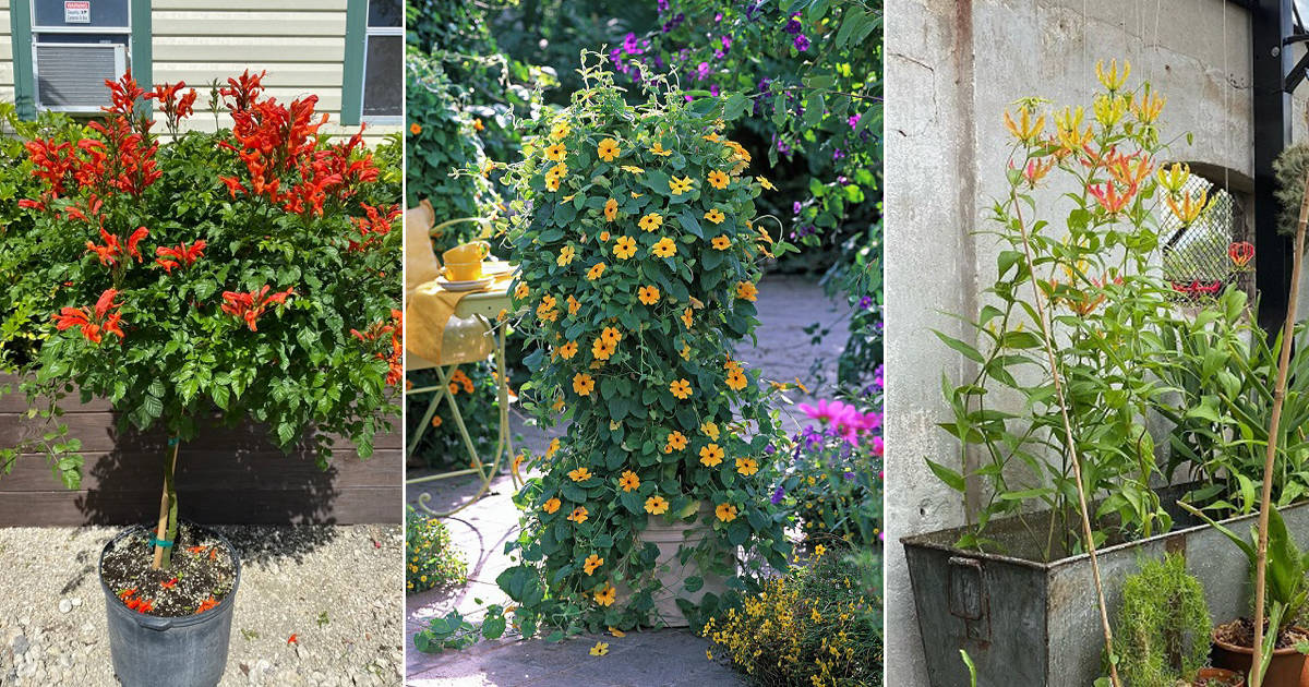 Plantas Enredaderas Y Trepadoras Que Producen Flores Naranjas