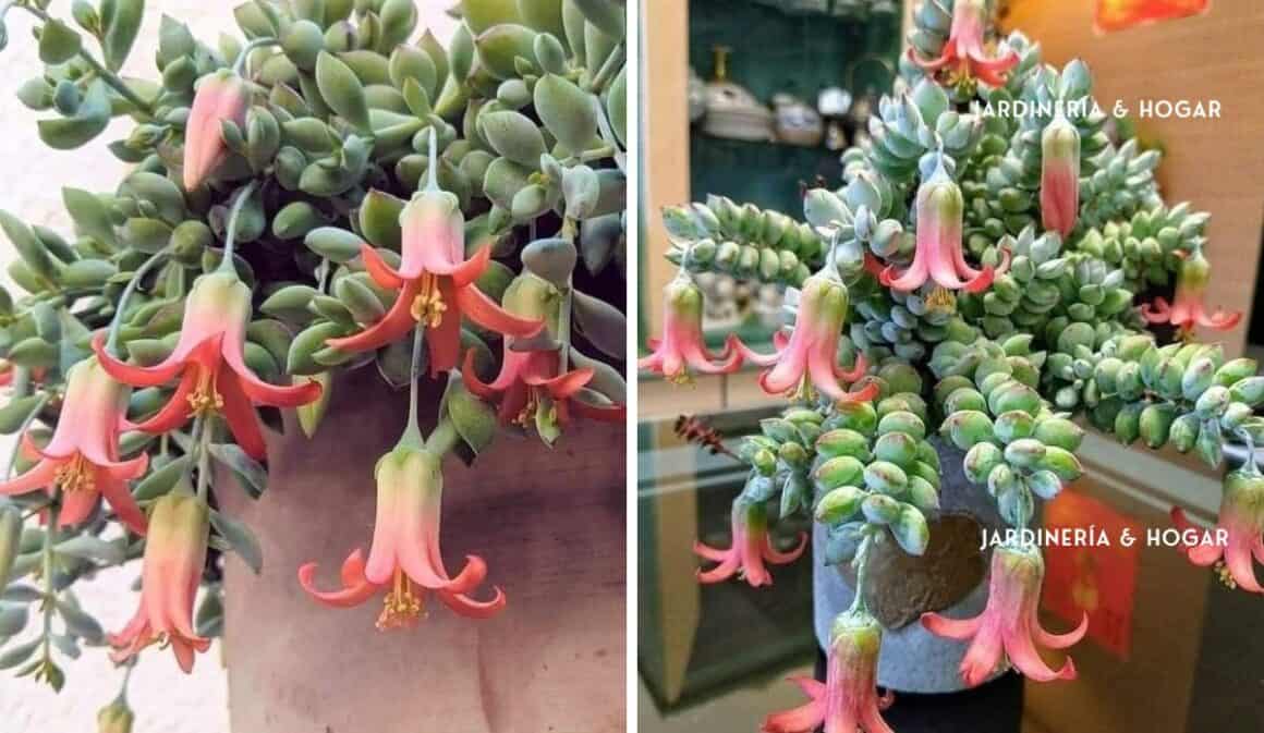 Conoce La Suculenta Colgante Cotyledon Pendens Produce Hermosas Flores