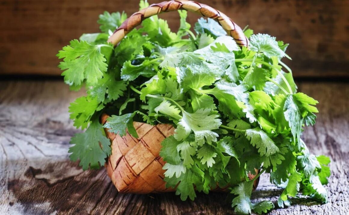 Cómo Sembrar Cilantro En Tu Huerta Casera Jardinería Y Hogar