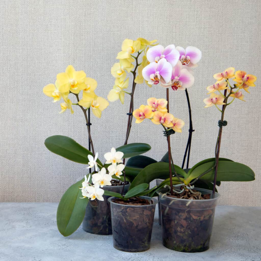 Álbumes 100+ Foto truco para que las orquídeas florecen todo el año Lleno