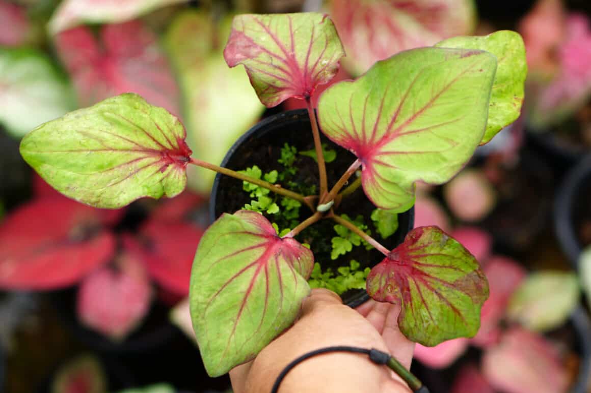 Cómo Cuidar La Planta Corazón De Jesús Caladios Jardinería Y Hogar 