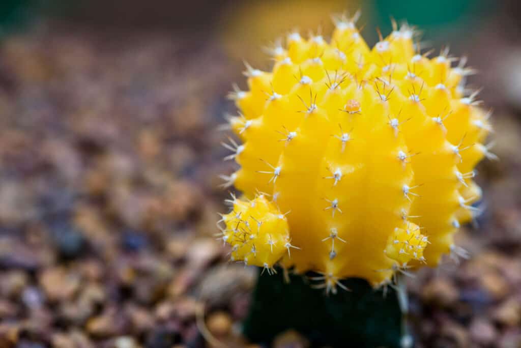 cactus lunar
