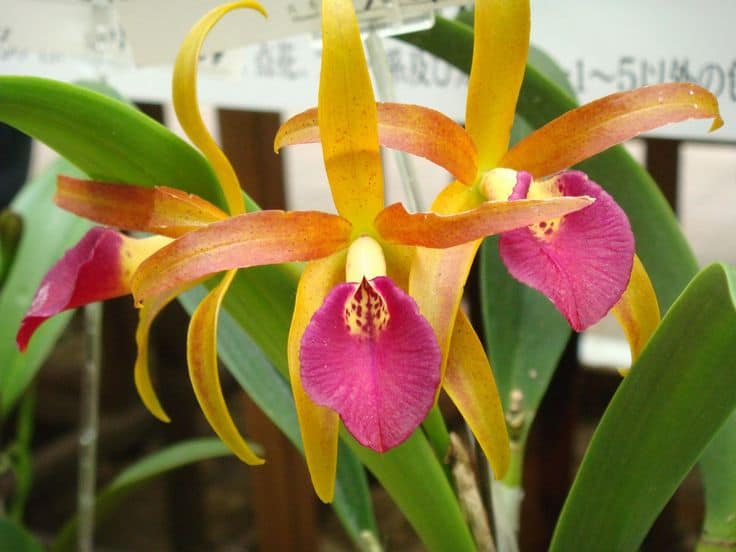 orquídea brassocattleya