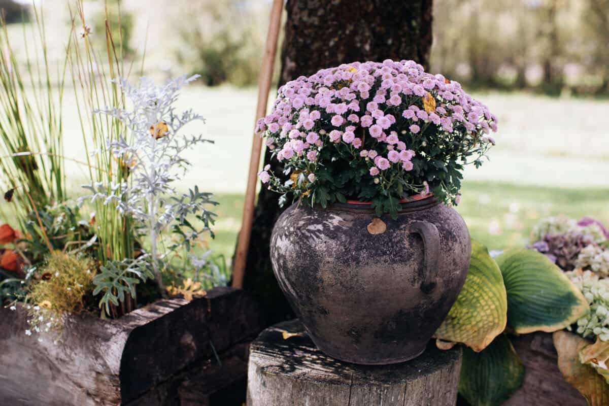 Cómo Cultivar Crisantemos En Casa - Jardinería Y Hogar