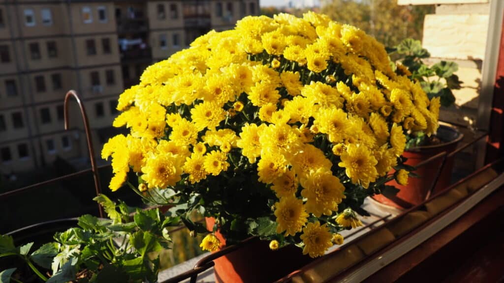 Cómo Cultivar Crisantemos En Casa - Jardinería Y Hogar