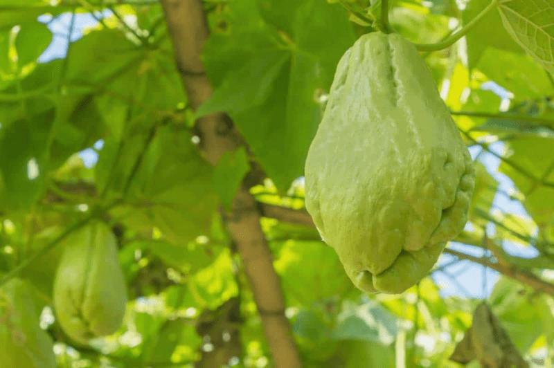 Guía Para Cultivar Chayote En Huerto Casero Jardinería Y Hogar