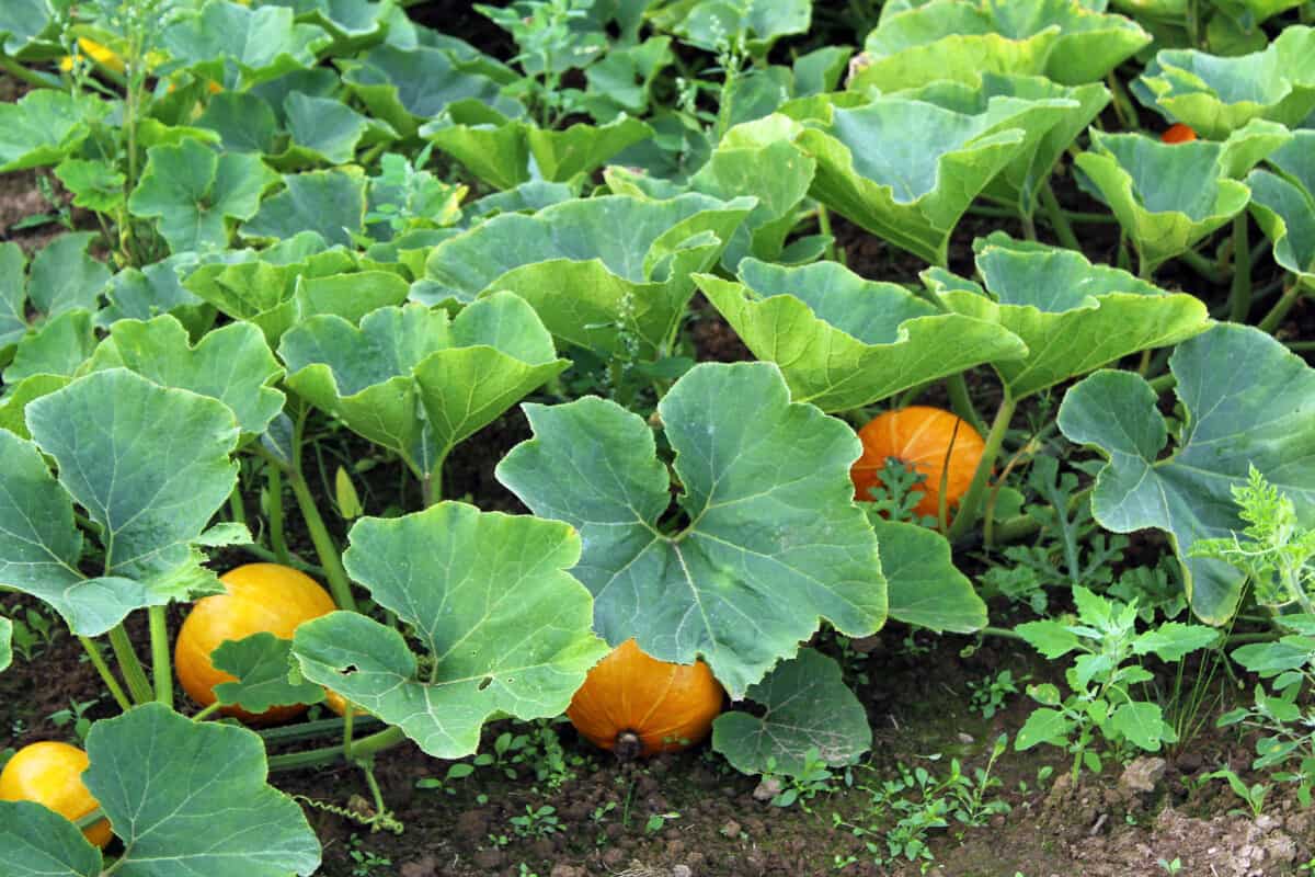 Plantas para sembrar cerca de un cultivo de calabazas - Jardinería y Hogar