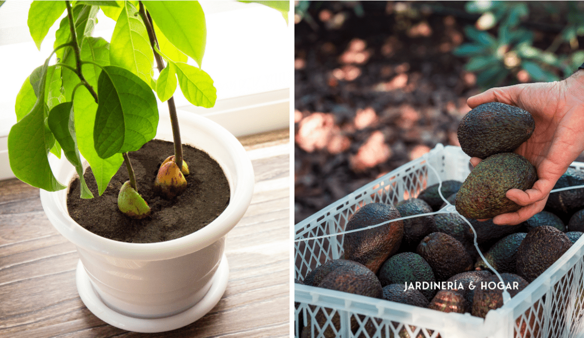 Cómo Sembrar Un árbol De Aguacate Jardinería Y Hogar 3372