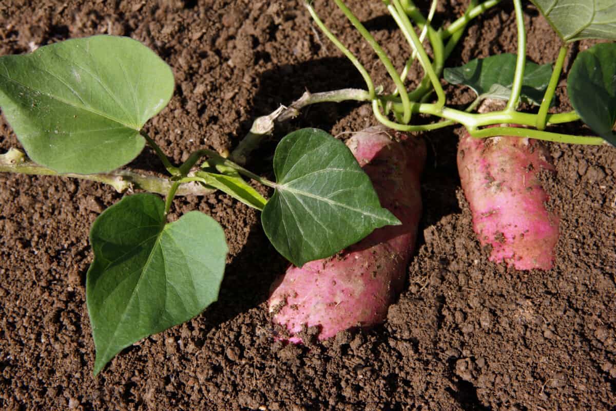 Huerta Casera Aprende A Sembrar Camote En Tu Patio Con Estos Trucos Jardinería Y Hogar 5885